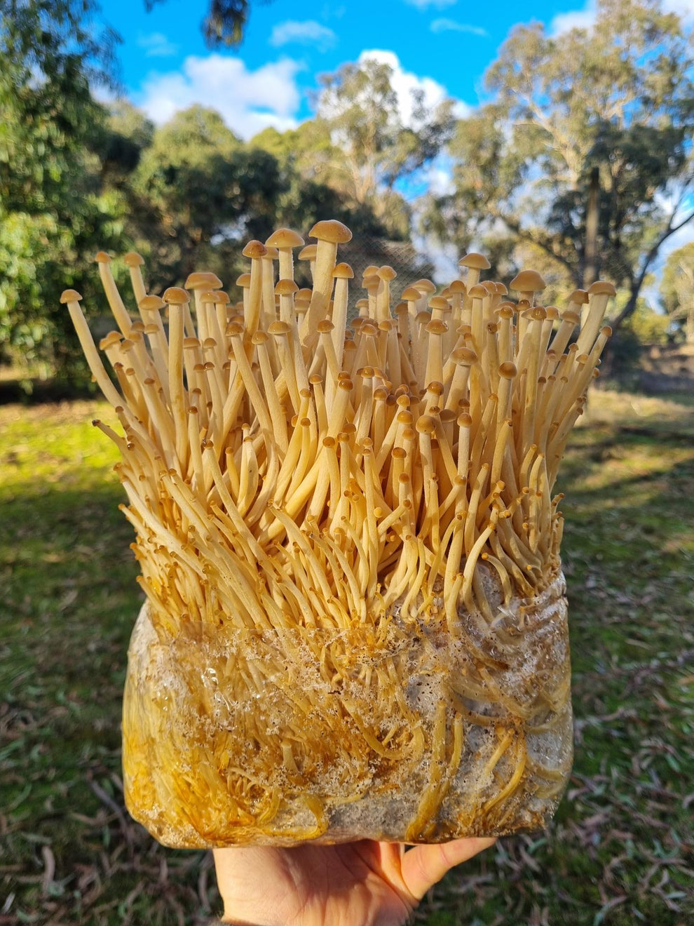 Golden Enoki Mushroom Grow Kit