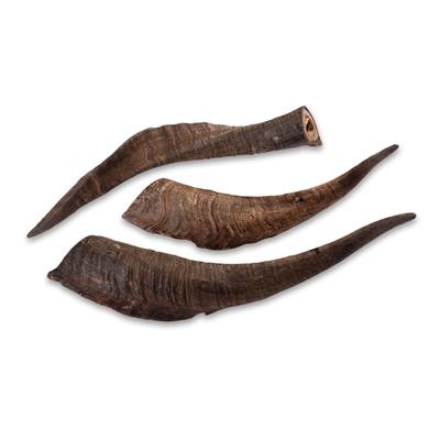 Air Dried Goat Horn Large With Marrow Each