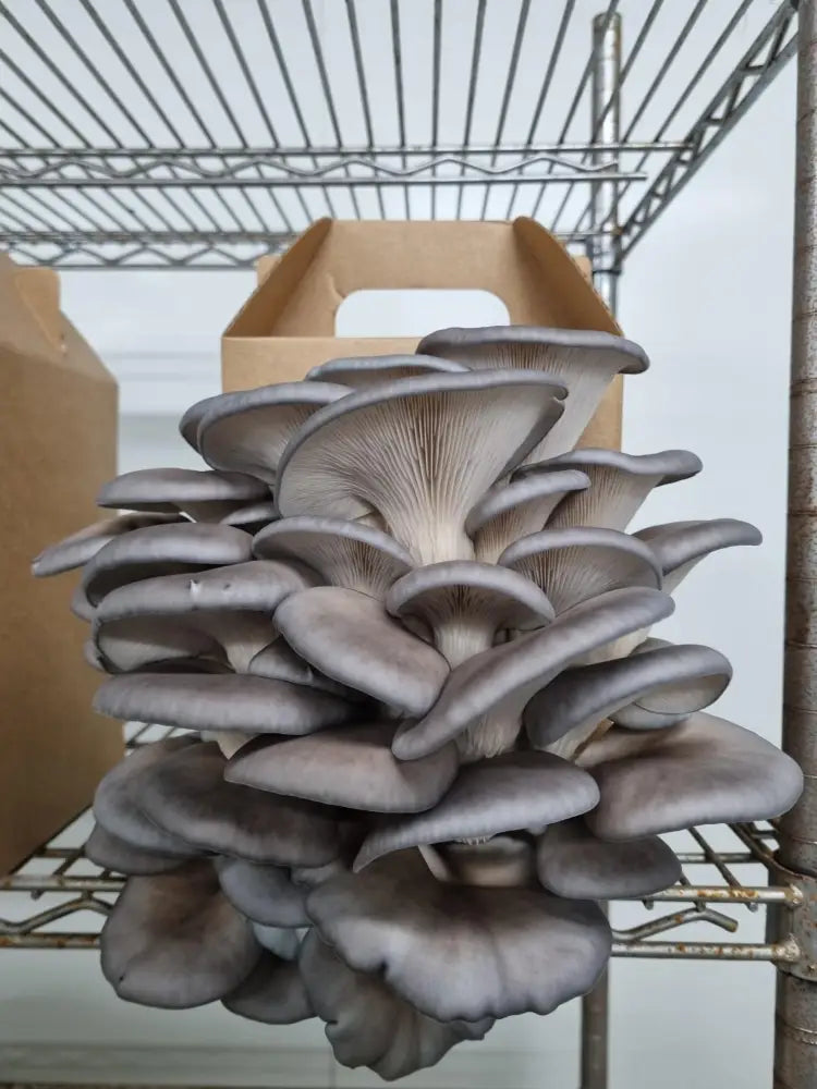 Blue Oyster Mushroom Grow Kit