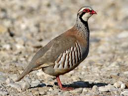 Partridge Each