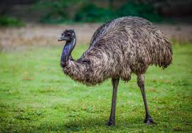 Bulk Buy Emu 15kg