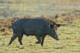 Whole Prey Grass Fed Wild Boar Per Kg