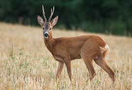 Whole Prey Deer Per Kg