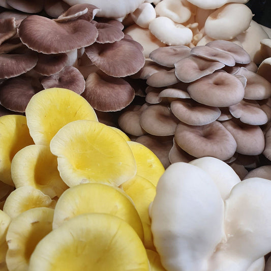 Oyster Mushrooms 500g