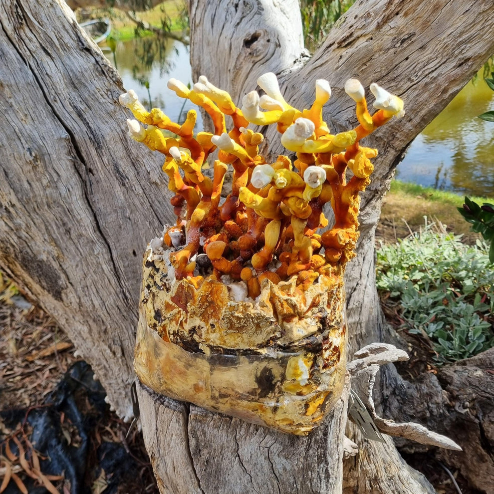 Reishi Mushroom Grow Kit